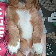 Uby a rejoint le concours — aidez-le/la à gagner de superbes lots ! adorable, animal, brown, closeup, cuddly, cute, dog, face, fur, furry, hands, indoor, person, pet, puppy, relaxed, resting, sleeping, white, young