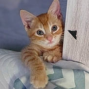 Pumpkin is registered to the contest to win money with this photo: animal, blanket, cat, closeup, curious, cute, eyes, feline, fur, indoor, kitten, orange_tabby, paw, pet, playful, resting, soft, whiskers, wood, young
