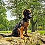 animal, canine, curious, daylight, dog, forest, german_shepherd, grass, landscape, log, moss, nature, outdoor, park, pet, puppy, sitting, trees, wildlife, young