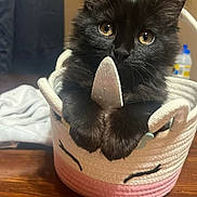 Scarlett is registered to the contest to win money with this photo: cat, kitten, black_cat, basket, unicorn_basket, wooden_table, indoor, pet, cute, fur, curious_eyes, horn, decorative_basket, cozy, domestic_animal, feline, closeup, animal_portrait, playful, soft_lighting