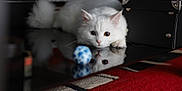Seiko a rejoint le concours — aidez-le/la à gagner de superbes lots ! cat, white_cat, heterochromia, blue_eye, brown_eye, ball, reflection, indoor, red_carpet, black_box, curious, playful, fluffy, pet, animal, closeup, focus, table_surface, feline, domestic_cat