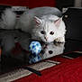 cat, white_cat, heterochromia, blue_eye, brown_eye, ball, reflection, indoor, red_carpet, black_box, curious, playful, fluffy, pet, animal, closeup, focus, table_surface, feline, domestic_cat