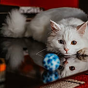 Seiko a rejoint le concours — aidez-le/la à gagner de superbes lots ! cat, white_cat, heterochromia, blue_eye, amber_eye, reflection, ball, toy, curious, fluffy, pet, animal, indoor, closeup, focus, lying_down, whiskers, playful, surface, soft_light