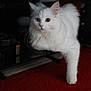 cat, white_cat, heterochromia, blue_eye, amber_eye, fluffy_fur, paw, red_carpet, glass_surface, indoor, pet, animal, curious, relaxed, feline, whiskers, portrait, closeup, domestic_cat, one_leg_extended