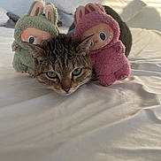 Melon joined the competition — help win amazing prizes! animal, bed, bedroom, cat, close_up, cute, funny, furry, green_costume, indoor, pet, pink_costume, plush_toy, relaxed, resting, shadow, soft_light, tabby_cat, toy_bunny, white_bed_sheet