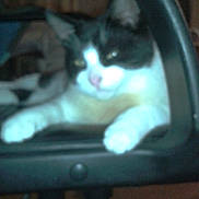 Apache participe au concours pour gagner de l'argent avec cette photo :