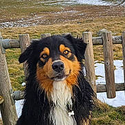 Nathalie Besse participe au concours pour gagner de l'argent avec cette photo : dog, wet_fur, outdoor, fence, grass, snow, hill, landscape, pet, animal, sitting, brown, black, white, nature, rural, cute, portrait, collar, tag
