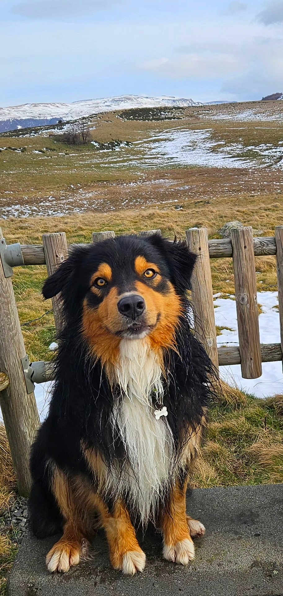 Nathalie Besse participe au concours pour gagner de l'argent avec cette photo : dog, wet_fur, outdoor, fence, grass, snow, hill, landscape, pet, animal, sitting, brown, black, white, nature, rural, cute, portrait, collar, tag