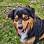 dog, outdoor, grass, rocks, happy, tongue_out, fur, pet, canine, nature, animal, sitting, closeup, brown_eyes, black_fur, tan_fur, playful, summer, daylight, friendly