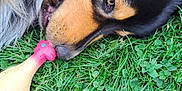 Vadym participe au concours pour gagner de l'argent avec cette photo : dog, grass, toy, rubber_chicken, clover, outdoor, pet, animal, nose, close_up, black_and_tan, fur, lying_down, playful, nature, leaf, green, muzzle, relaxed, daylight
