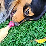 dog, grass, toy, rubber_chicken, clover, outdoor, pet, animal, nose, close_up, black_and_tan, fur, lying_down, playful, nature, leaf, green, muzzle, relaxed, daylight