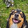 dog, happy, smiling, outdoor, grass, rocks, pet, canine, closeup, animal, nature, fur, tongue, teeth, face, muzzle, eyes, portrait, friendly, playful