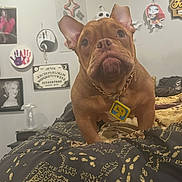 Scooby Doo is registered to the contest to win money with this photo: dog, brown_dog, bed, blanket, chain_collar, wall_decorations, cartoon_characters, ouija_board, indoor, pet, cute, animal, portrait, furniture, room, decor, expression, close_up, looking_up, home