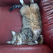 Weston a rejoint le concours — aidez-le/la à gagner de superbes lots ! animal, cat, couch, cozy, cute, domestic_cat, fluffy, fur, indoor, leather, nap, paws, pet, red, relaxed, resting, sleeping, tabby, upside_down, whiskers