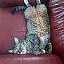 animal, cat, couch, cozy, cute, domestic_cat, fluffy, fur, indoor, leather, nap, paws, pet, red, relaxed, resting, sleeping, tabby, upside_down, whiskers