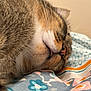 Weston a rejoint le concours — aidez-le/la à gagner de superbes lots ! animal, bed, blanket, cat, close_up, cozy, cute, floral, fur, indoor, nose, pattern, pet, relaxation, resting, sleeping, soft, tabby, tongue, whiskers