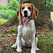 Vicky participe au concours pour gagner de l'argent avec cette photo : dog, beagle, animal, pet, tongue_out, sitting, tree, nature, outdoor, greenery, leaf, grass, canine, fur, ears, snout, happy, playful, wood, trunk