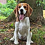 dog, beagle, animal, pet, tongue_out, sitting, tree, nature, outdoor, greenery, leaf, grass, canine, fur, ears, snout, happy, playful, wood, trunk