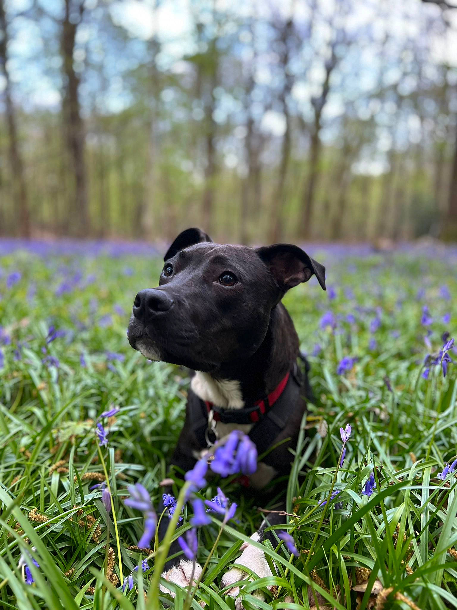 Loki a rejoint le concours — aidez-le/la à gagner de superbes lots ! carnivore, collar, companion_dog, dog, dog_breed, dog_collar, fawn, flower, flowering_plant, grass, grass_family, grassland, groundcover, herbaceous_plant, meadow, petal, plant, purple, snout, tree