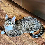Aspen joined the competition — help win amazing prizes! cat, tabby, green_eyes, fur, whiskers, ears, tail, wooden_floor, indoor, pet, animal, resting, kitchen, curious, domestic_cat, striped, white_paws, looking_up, feline, mammal