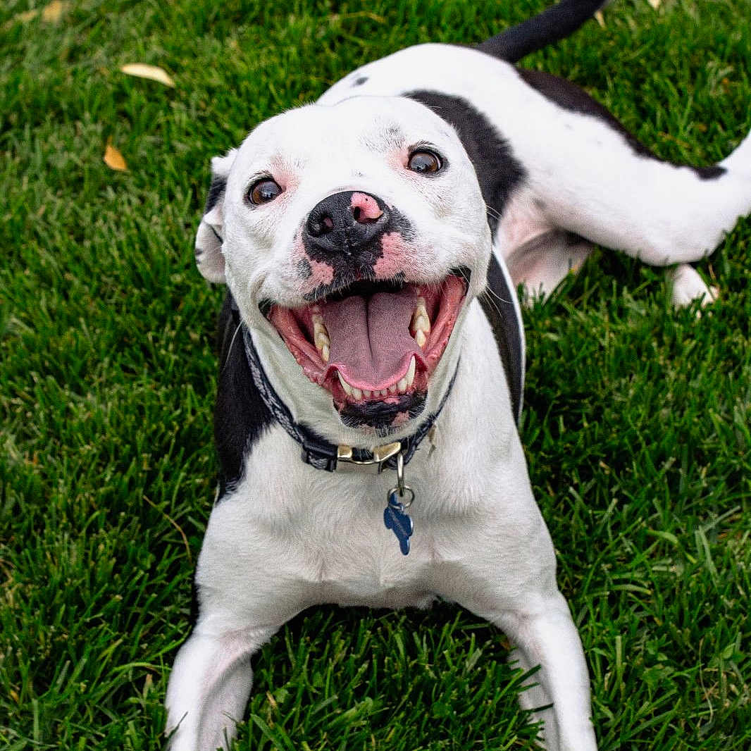 Persephone joined the competition — help win amazing prizes! animal, ball, bulldog, canine, dog, face, grass, head, hound, lawn, outdoors, person, pet, photography, plant, portrait, puppy, sport, tennis, tennisball
