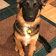 Jacob Or Jake joined the competition — help win amazing prizes! alert, animal, brown, collar, cute, dog, ears, floor, fur, german_shepherd, indoor, looking, pet, puppy, rug, sitting, tag, tile, wood_floor, young