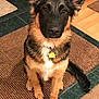 alert, animal, brown, collar, cute, dog, ears, floor, fur, german_shepherd, indoor, looking, pet, puppy, rug, sitting, tag, tile, wood_floor, young