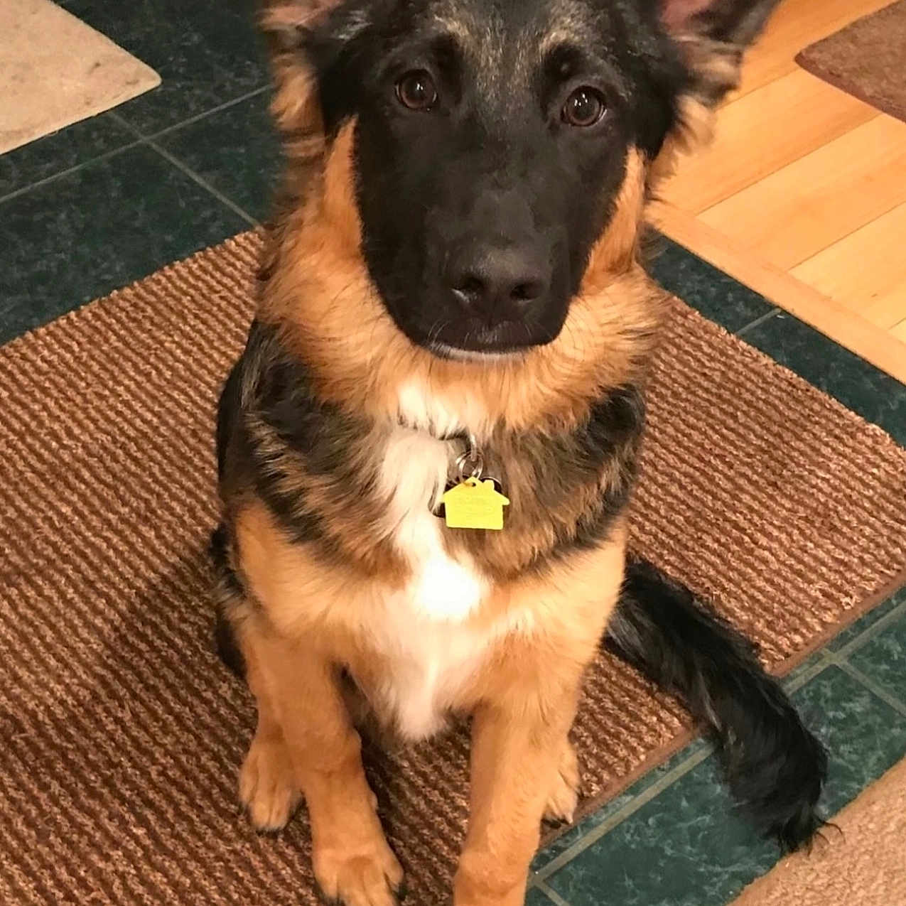 Jacob Or Jake joined the competition — help win amazing prizes! alert, animal, brown, collar, cute, dog, ears, floor, fur, german_shepherd, indoor, looking, pet, puppy, rug, sitting, tag, tile, wood_floor, young