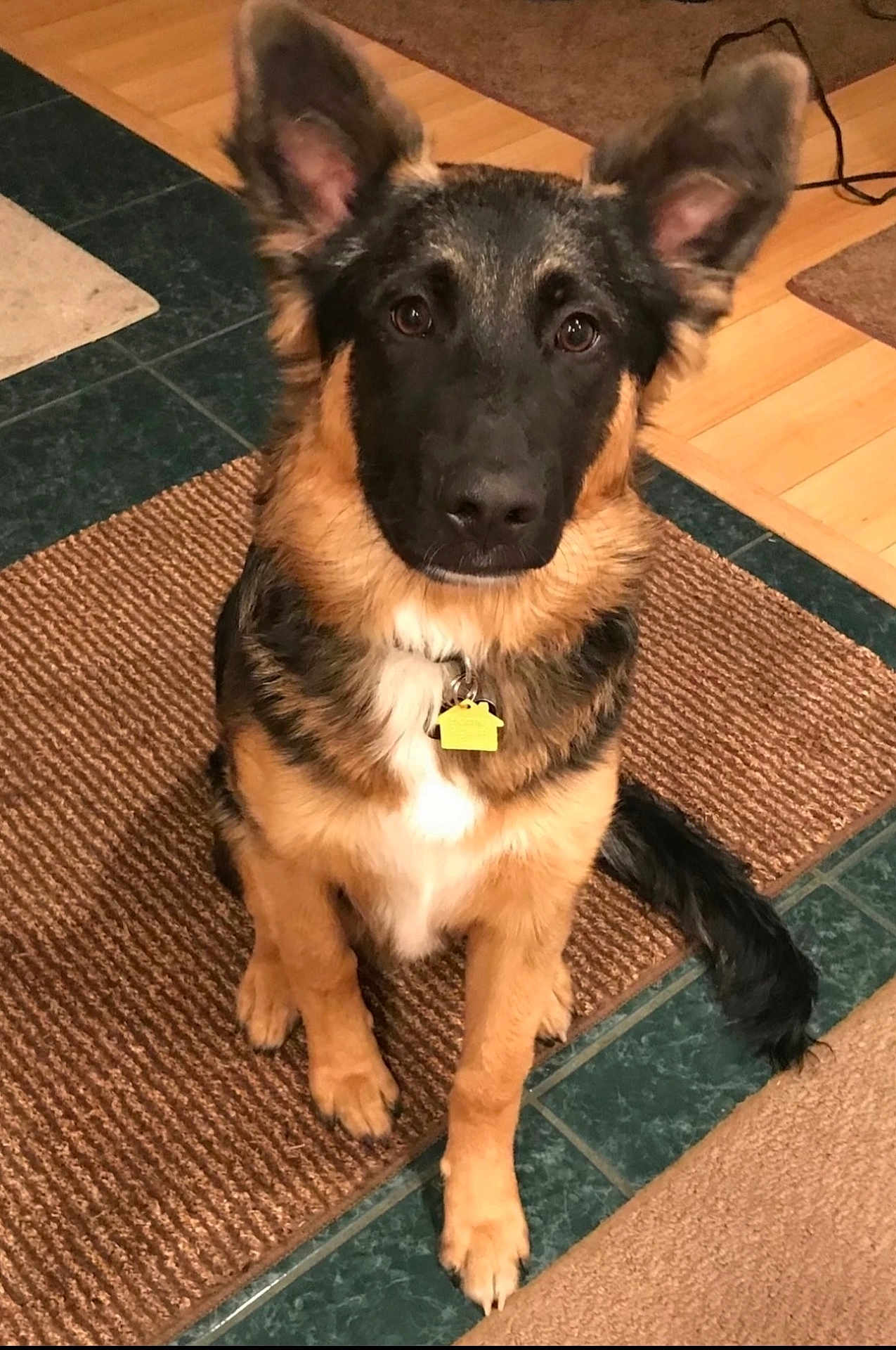 Jacob Or Jake joined the competition — help win amazing prizes! alert, animal, brown, collar, cute, dog, ears, floor, fur, german_shepherd, indoor, looking, pet, puppy, rug, sitting, tag, tile, wood_floor, young