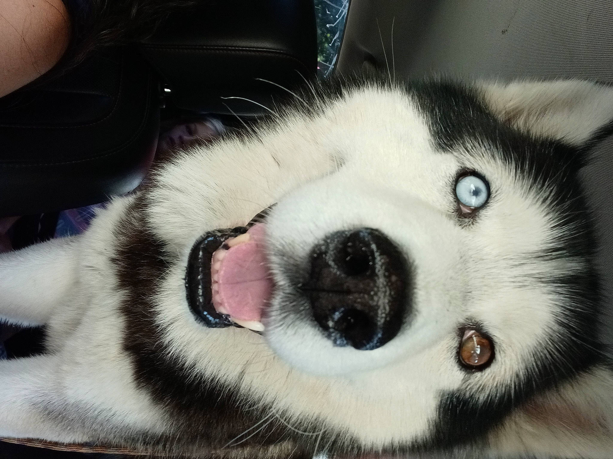 Butch joined the competition — help win amazing prizes! carnivore, comfort, companion_dog, dog, dog_breed, ear, eye, eyelash, foot, fur, jaw, nose, paw, sled_dog, snout, terrestrial_animal, whiskers, working_animal, working_dog