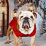Ramono participe au concours pour gagner de l'argent avec cette photo : bulldog, dog, pet, red_sweater, winter, holiday, festive, lights, snow, decorations, indoors, animal, portrait, cute, fluffy_surface, christmas, warm_lighting, cozy, adorable, celebration