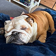 Ramono participe au concours pour gagner de l'argent avec cette photo : bulldog, sleeping, dog, pet, indoors, blanket, blue_blanket, fur, snout, wrinkles, paw, relaxing, resting, canine, companion_animal, home, furniture, table, shelf, comfort