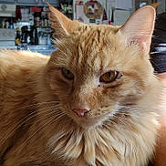 Vicious joined the competition — help win amazing prizes! appliance, cat, close_up, ear, eyes, face, feline, fur, ginger_cat, home, indoor, kitchen, muzzle, nose, orange_fur, pet, portrait, relaxed, stove, whiskers