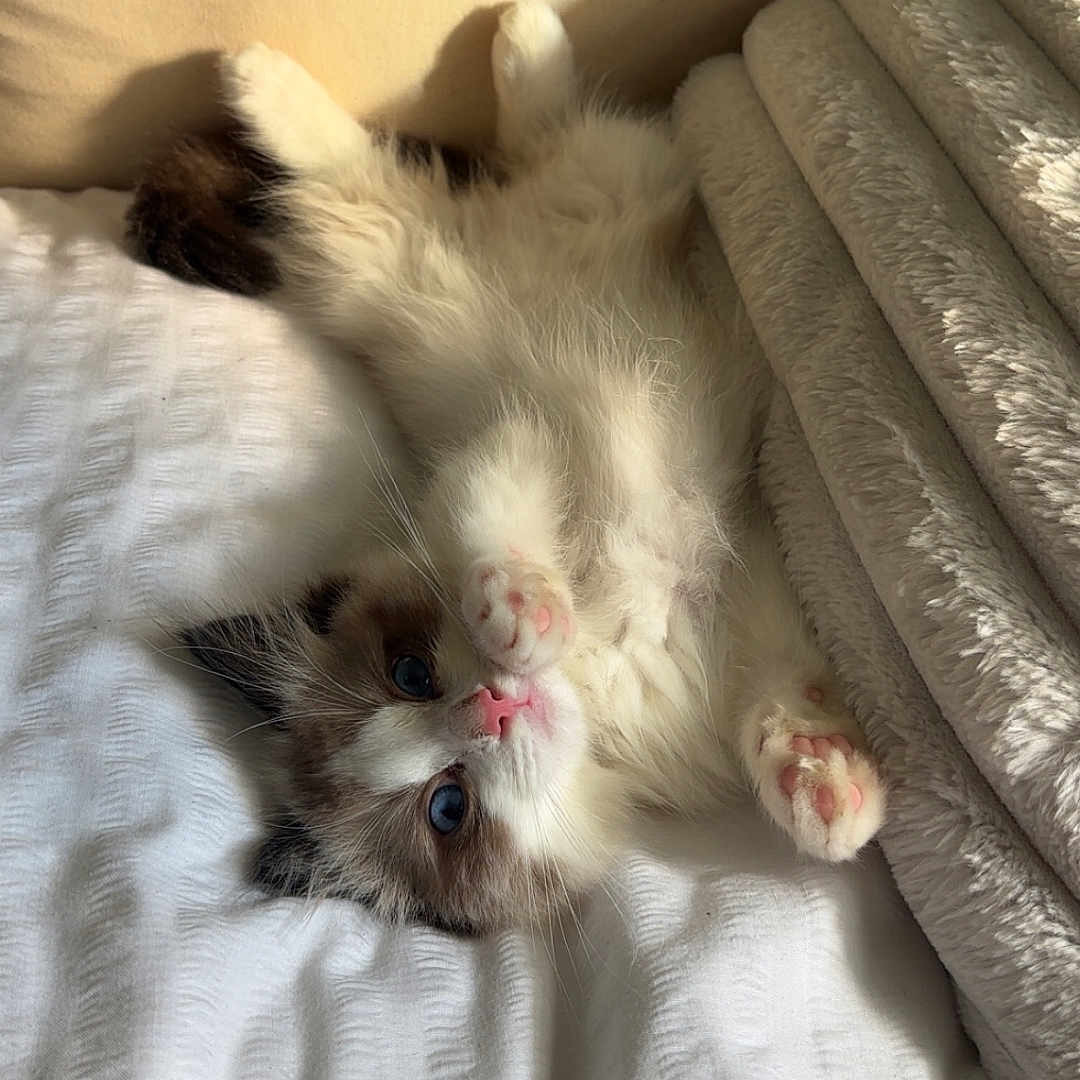 Peanut is registered to the contest to win money with this photo: animal, bed, blanket, cat, cozy, cute, fluffy, fur, indoor, kitten, lying_down, pet, pink_nose, pink_paw_pads, relaxed, shadow, soft_texture, sunlight, whiskers, white_bedspread