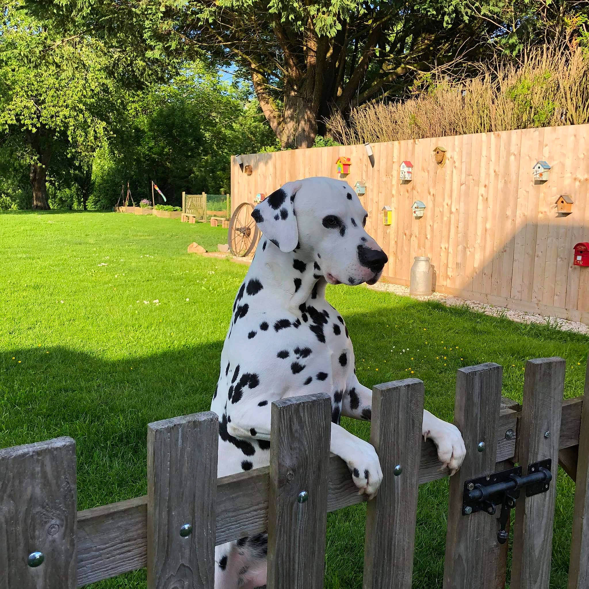 Oxo participe au concours pour gagner de l'argent avec cette photo : art, canidae, carnivore, chair, companion_dog, dalmatian, dog, dog_breed, dog_supply, fawn, fence, grass, home_fencing, plant, snout, sporting_group, terrestrial_animal, tree, wood, working_animal