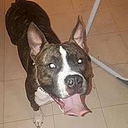 Nélia a rejoint le concours — aidez-le/la à gagner de superbes lots ! american_pit_bull_terrier, american_staffordshire_terrier, bull_and_terrier, bulldog, carnivoran, dog, dog_breed, dog_breed_group, dog_like_mammal, non_sporting_group, old_english_terrier, pit_bull, snout, staffordshire_bull_terrier