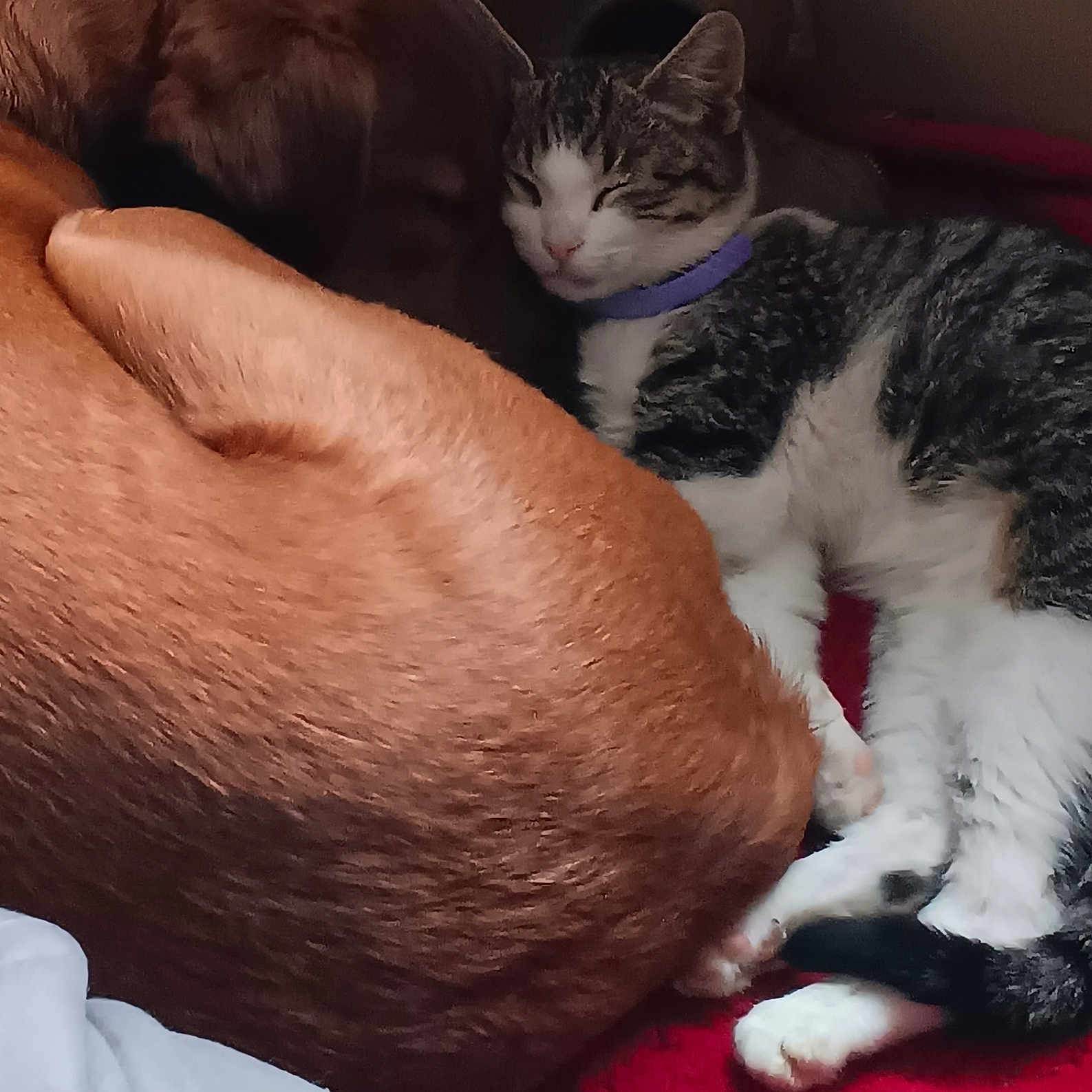Lucy joined the competition — help win amazing prizes! animal, blanket, brown_dog, cat, closeup, collar, companion, cozy, cute, dog, domestic, friendship, furry, indoor, pet, relaxed, resting, sleeping, snuggling, tabby_cat