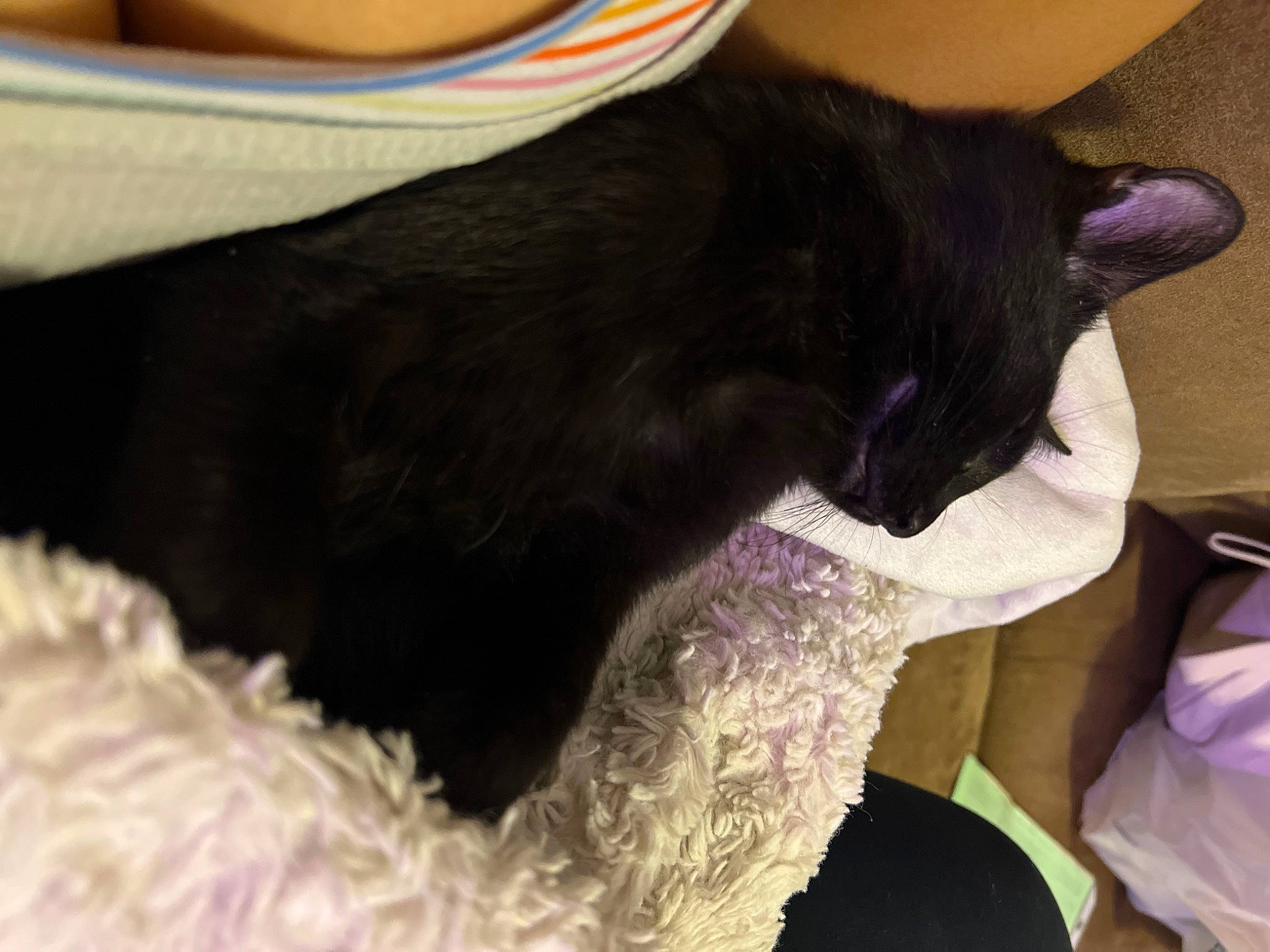 Lennox joined the competition — help win amazing prizes! black, black_cat, bombay, canidae, carnivore, cat, claw, comfort, dog_breed, domestic_short_haired_cat, felidae, fur, gesture, human_leg, sleeve, small_to_medium_sized_cats, snout, sporting_group, tail, whiskers