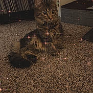 Apollo joined the competition — help win amazing prizes! bed, blanket, box, carpet, cat, cute, ears, fur, furniture, indoor, kitten, paw, room, rug, sitting, sparkle_filter, striped_pattern, tabby, tail, whiskers