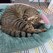 Amara is registered to the contest to win money with this photo: animal, bedspread, carpet, cat, cozy, curled_up, cute, doll, domestic_animal, fluffy, furry, indoor, looking, pet_bed, relaxed, resting, striped, tabby_cat, tail, whiskers