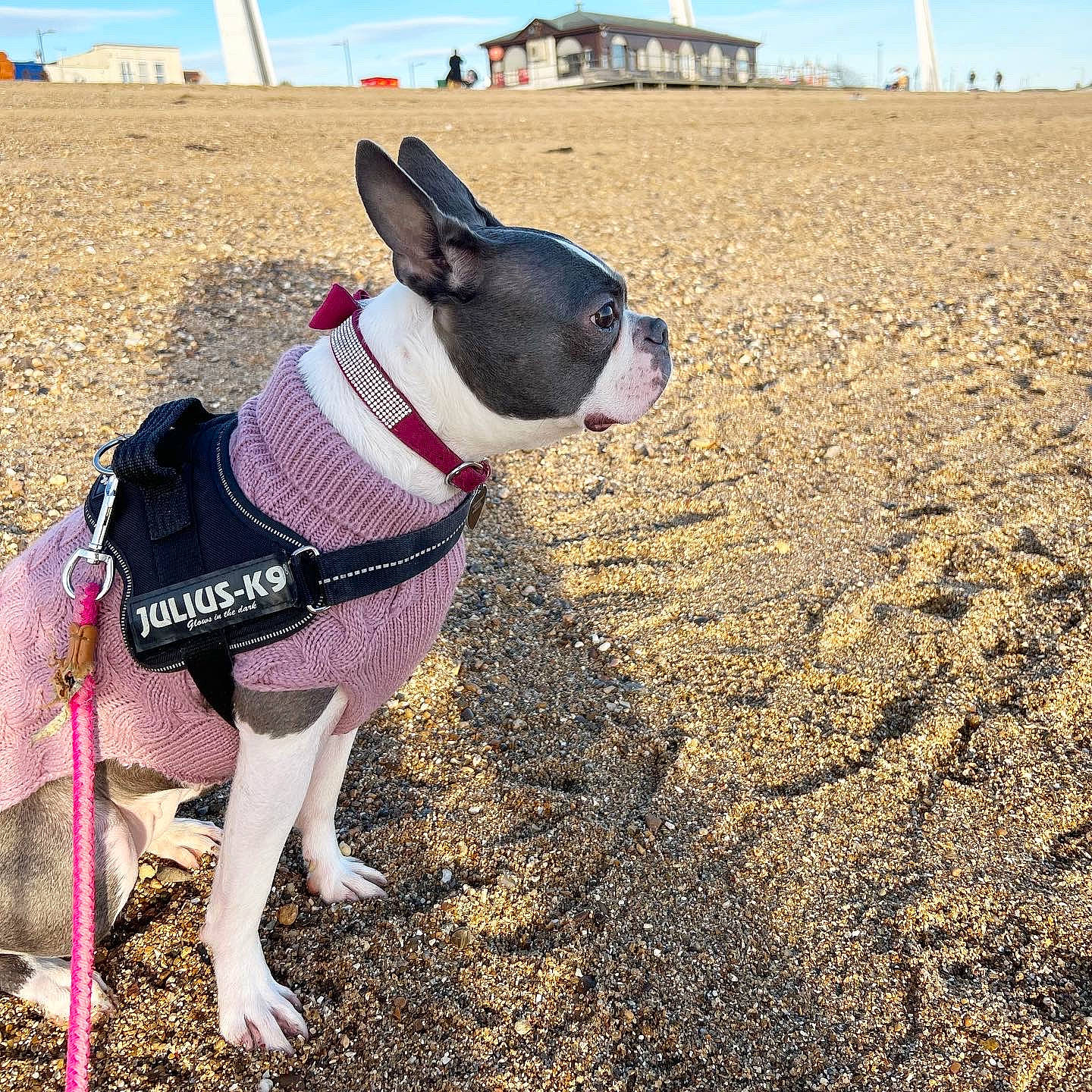 Lola joined the competition — help win amazing prizes! boston_terrier, canidae, carnivore, cloud, collar, companion_dog, dog, dog_breed, dog_collar, dog_supply, fashion_accessory, fawn, grass, leash, pet_supply, sky, snout, sporting_group, sunglasses, working_animal
