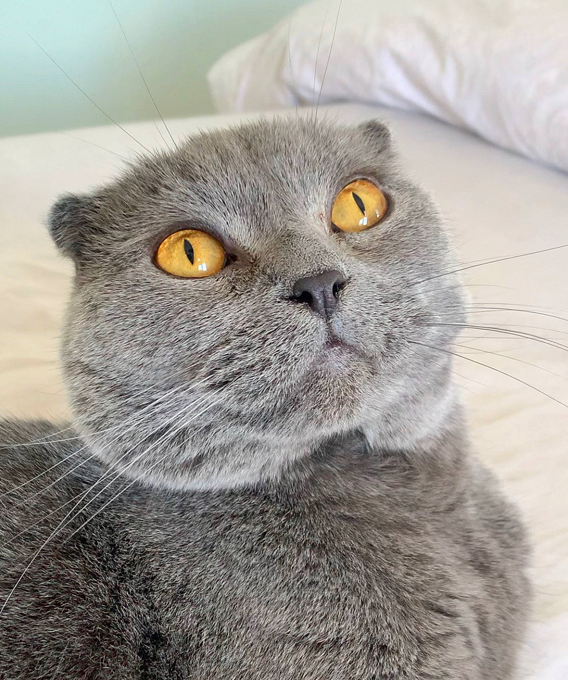 Augustus joined the competition — help win amazing prizes! carnivore, cat, close_up, domestic_short_haired_cat, felidae, fur, grey, scottish_fold, small_to_medium_sized_cats, snout, terrestrial_animal, whiskers
