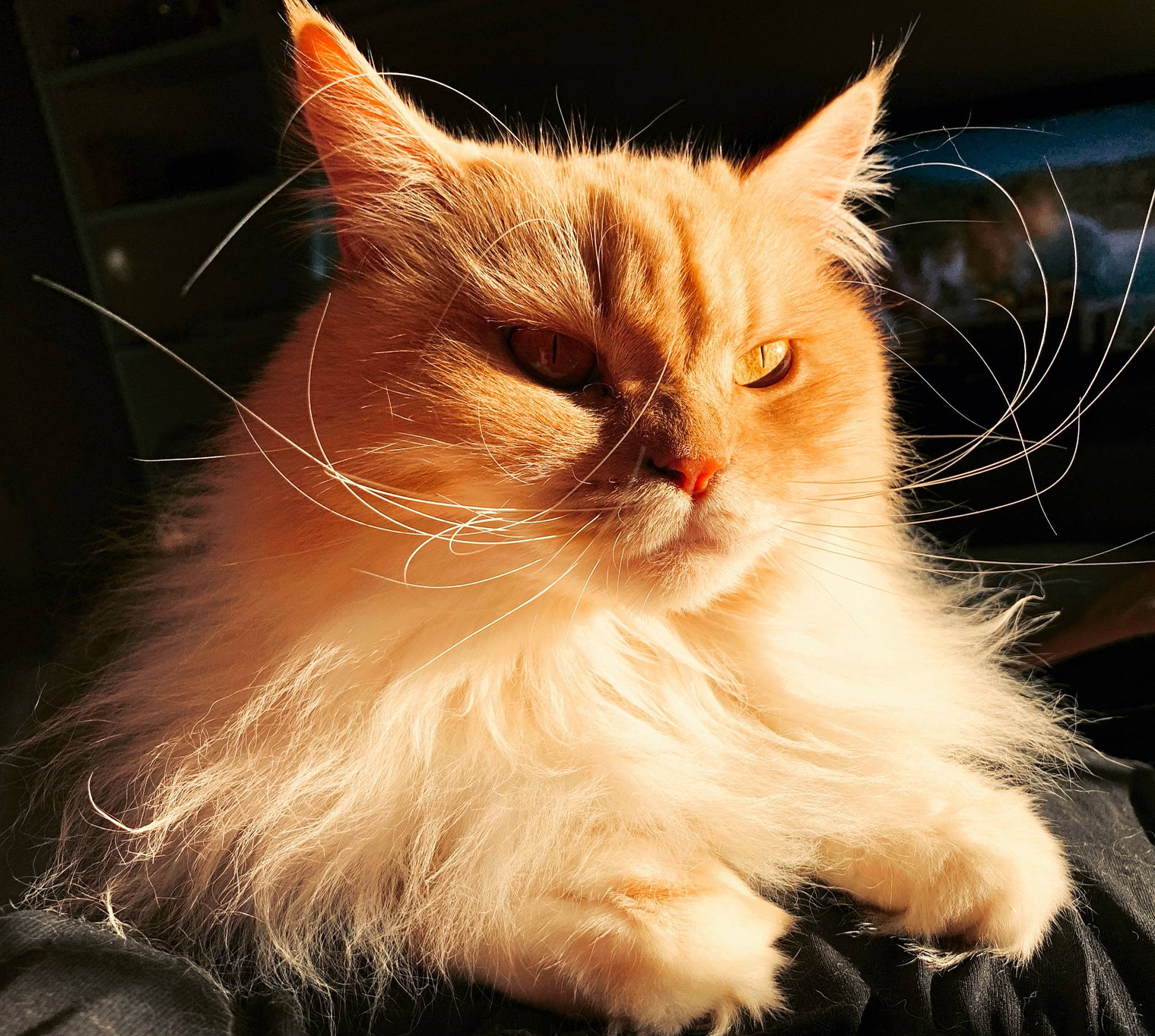 Chloé a rejoint le concours — aidez-le/la à gagner de superbes lots ! carnivore, cat, claw, event, fawn, felidae, fur, paw, small_to_medium_sized_cats, snout, tail, terrestrial_animal, vegetable, whiskers