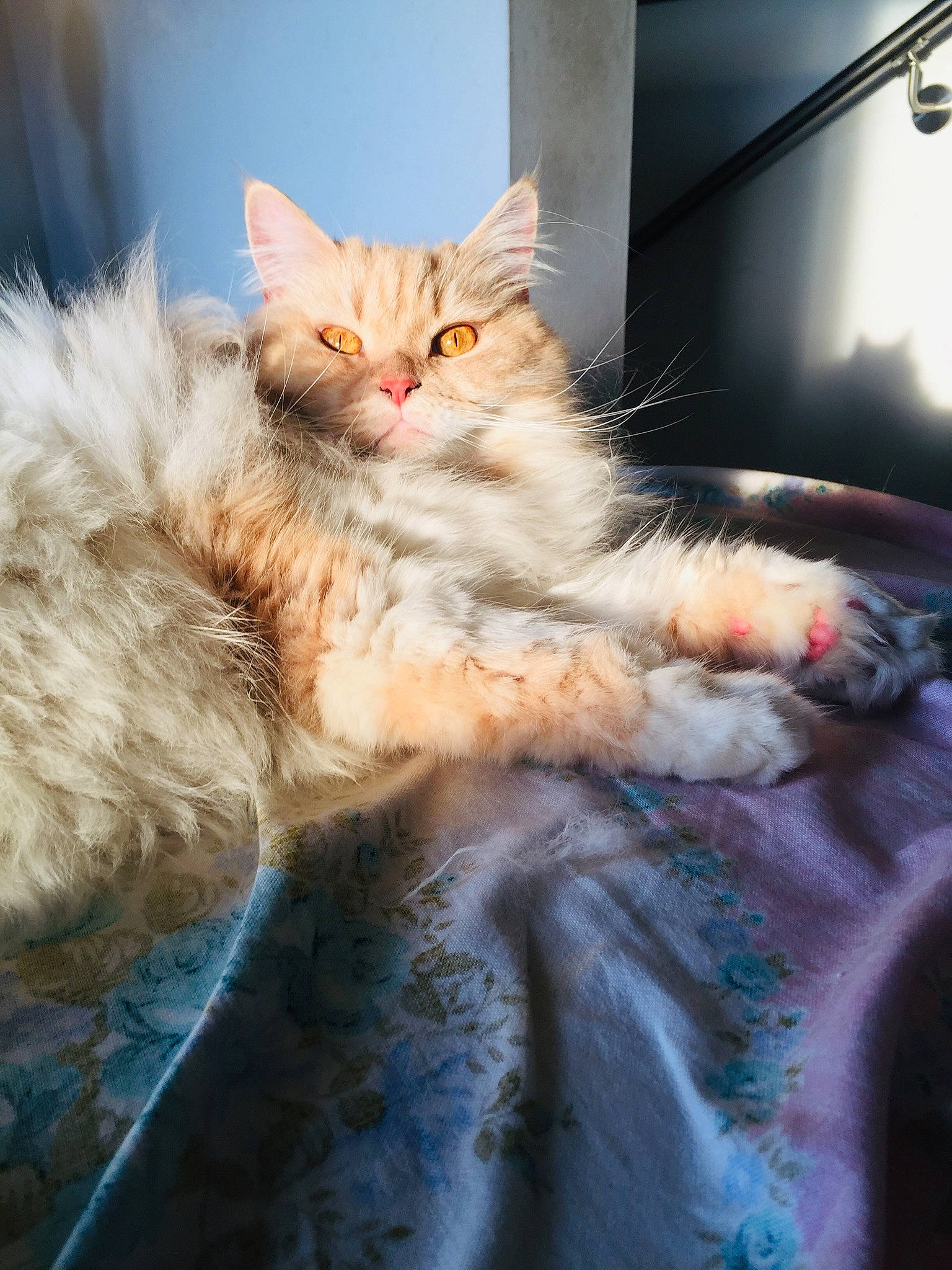 Chloé participe au concours pour gagner de l'argent avec cette photo : british_longhair, carnivore, cat, claw, comfort, electric_blue, fawn, felidae, fur, paw, persian, sitting, small_to_medium_sized_cats, snout, tail, whiskers
