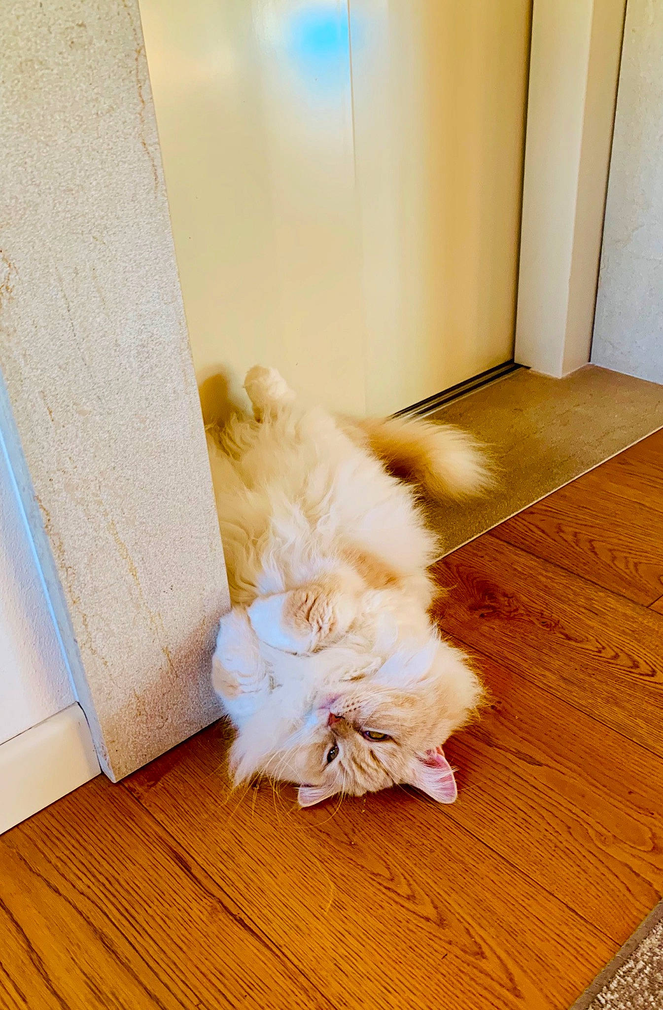 Chloé a rejoint le concours — aidez-le/la à gagner de superbes lots ! carpet, comfort, companion_dog, door, fawn, felidae, floor, flooring, fur, hardwood, human_leg, laminate_flooring, linens, pattern, peach, petal, room, wood, wood_flooring, wood_stain