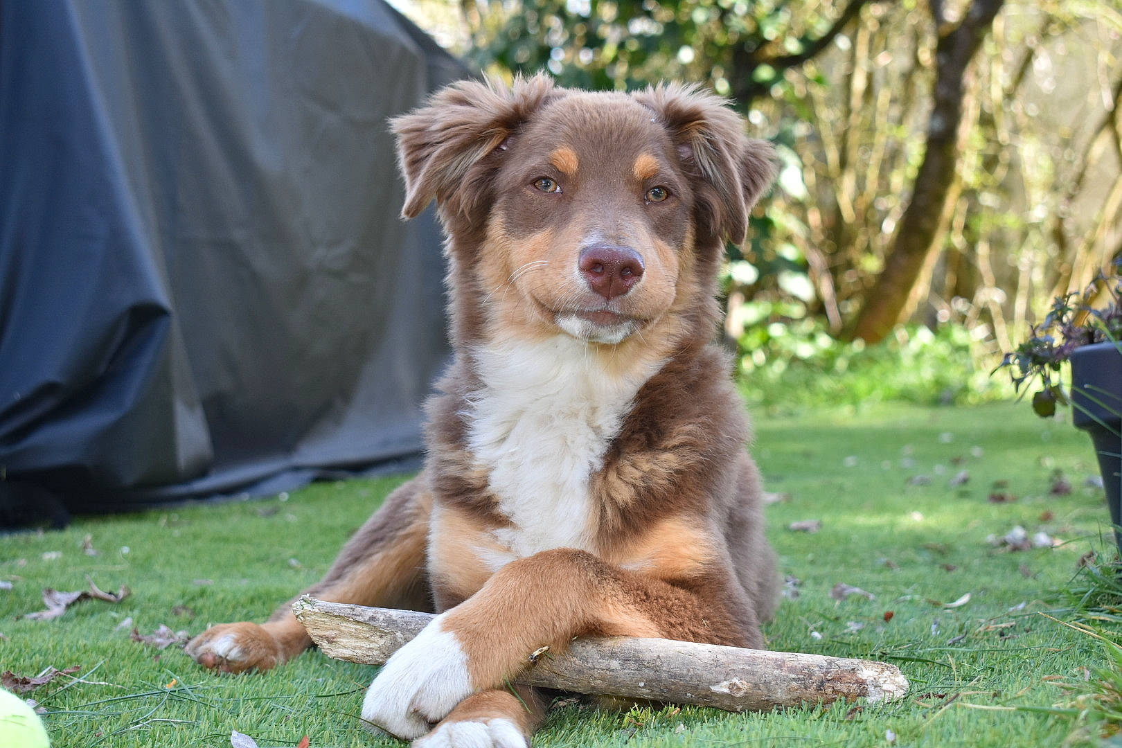 Tyron a rejoint le concours — aidez-le/la à gagner de superbes lots ! ancient_dog_breeds, canidae, carnivore, companion_dog, dog, dog_breed, event, fawn, grass, hunting_dog, liver, plant, snout, sporting_group, terrestrial_animal, tree, whiskers, wildlife, working_dog