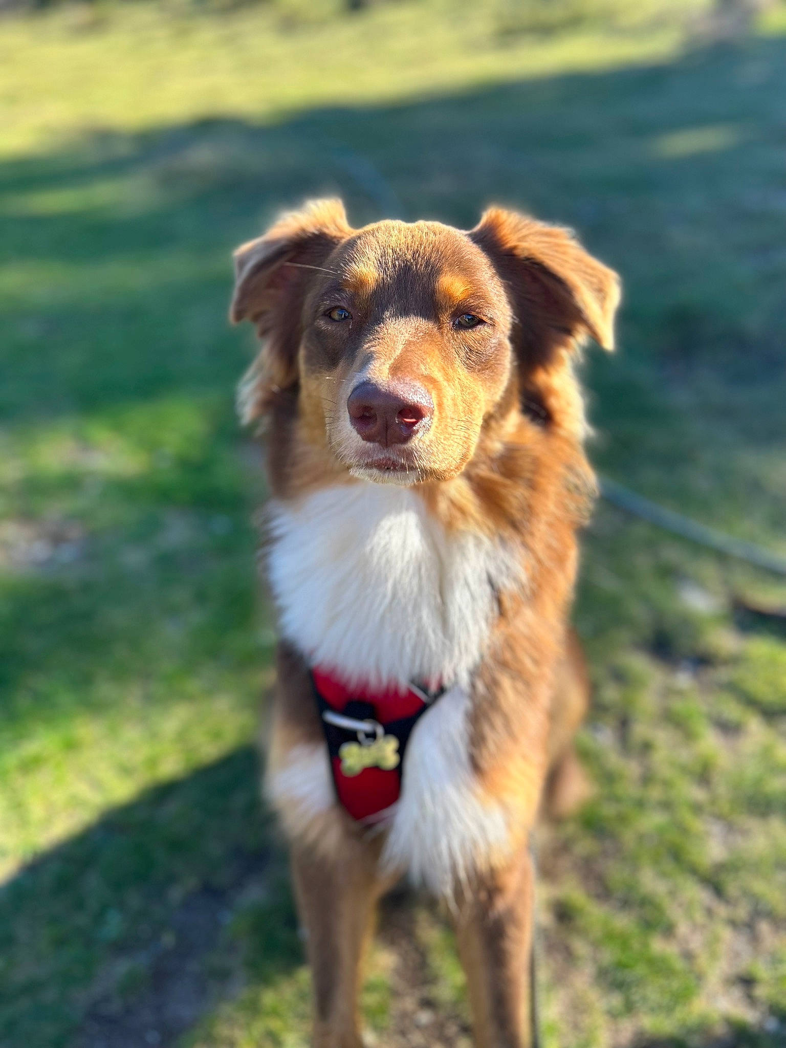 Tyron participe au concours pour gagner de l'argent avec cette photo : australian_shepherd, border_collie, canidae, carnivore, companion_dog, dog, dog_breed, dog_collar, fang, grass, herding_dog, plant, sporting_group, terrestrial_animal, working_dog
