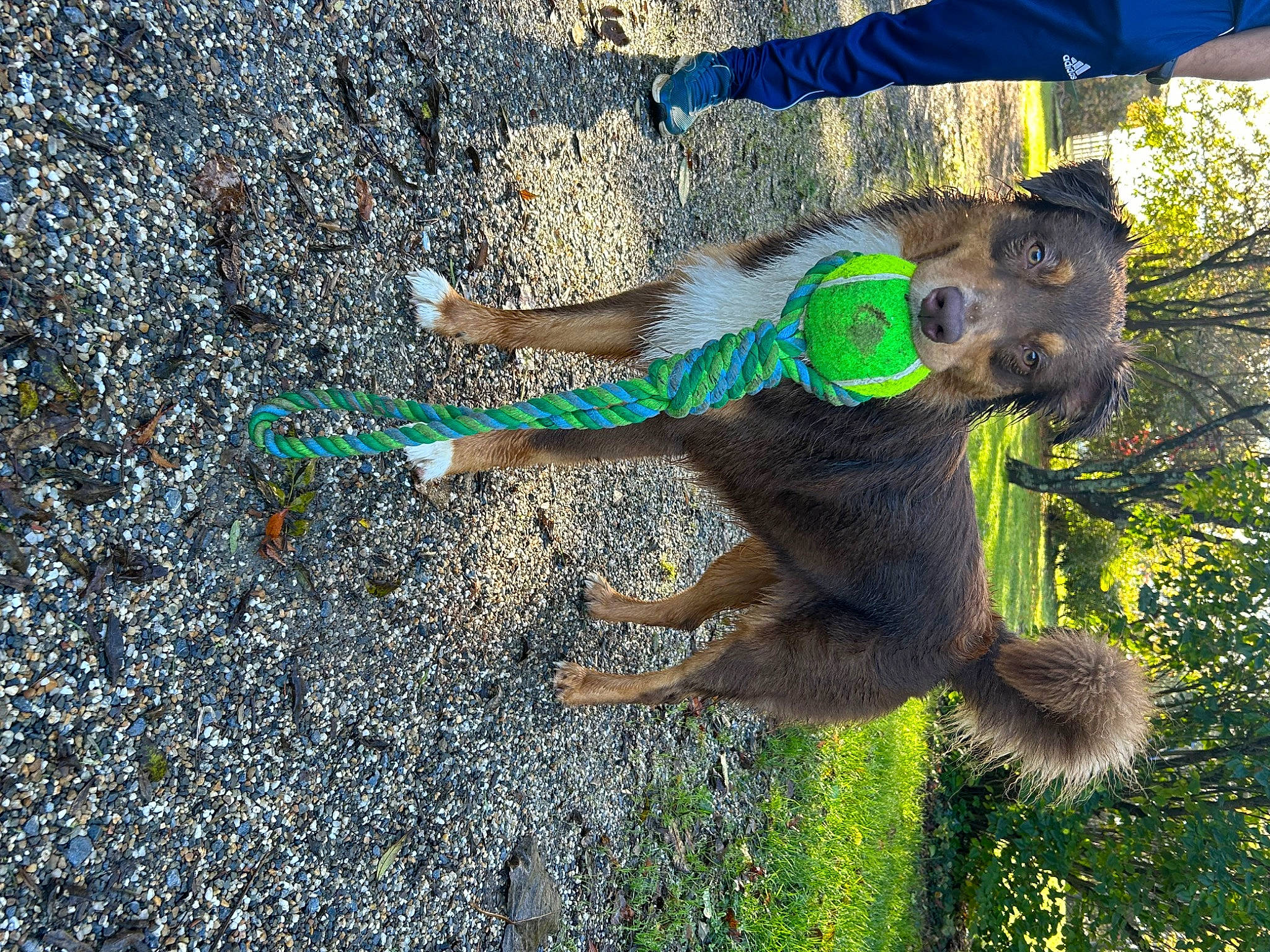 Tyron a rejoint le concours — aidez-le/la à gagner de superbes lots ! asphalt, fawn, fur, grass, marsupial, paw, plant, primate, road_surface, shadow, snout, soil, stuffed_toy, tail, tar, terrestrial_animal, toy, tree, trunk, wildlife