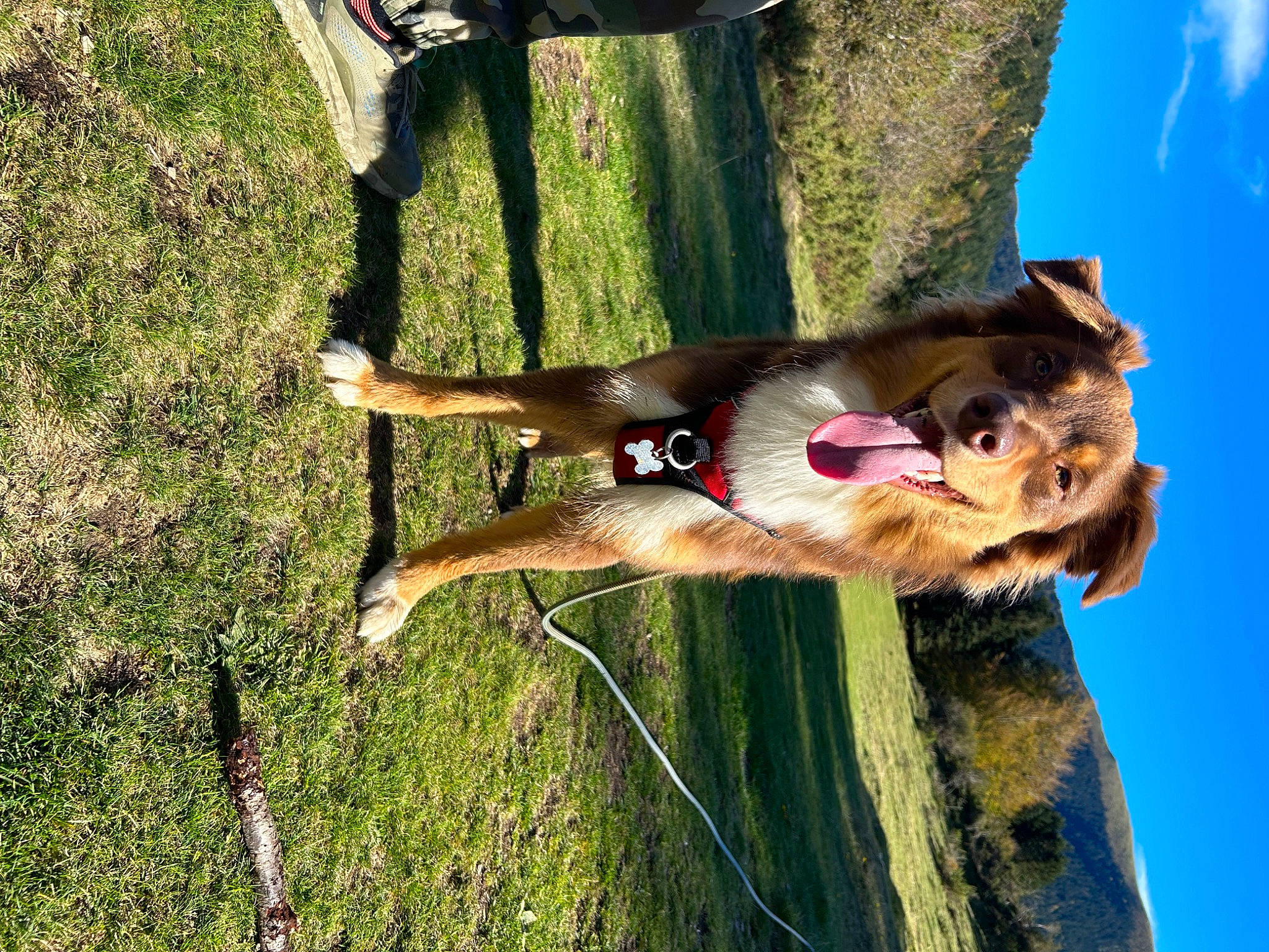 Tyron a rejoint le concours — aidez-le/la à gagner de superbes lots ! adventure, cloud, dog, dress, elbow, fun, grass, happy, leisure, people_in_nature, plant, recreation, sky, tree, trunk, window, wood