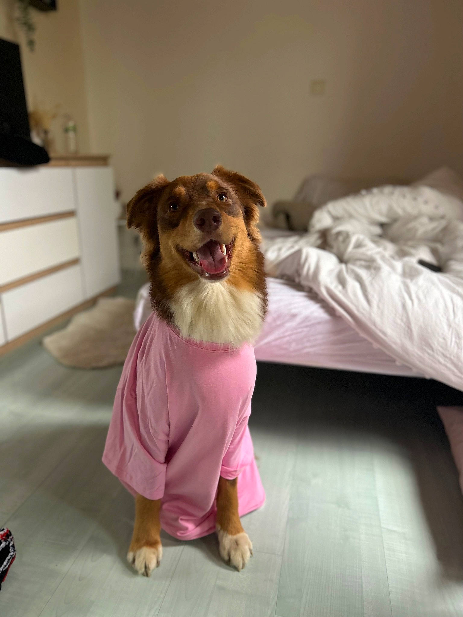 Tyron a rejoint le concours — aidez-le/la à gagner de superbes lots ! carnivore, comfort, companion_dog, couch, dog, dog_breed, dog_clothes, dog_supply, fawn, floor, flooring, fur, hardwood, paw, pet_supply, smile, sporting_group, toy_dog, whiskers, working_animal